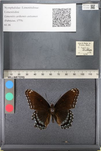 Media type: image;   Entomology 140862